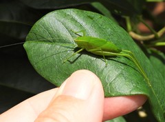 Chloroscirtus forcipatus