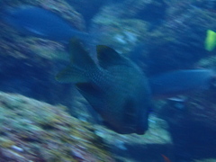 Microspathodon bairdii