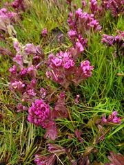 Castilleja ambigua humboldtiensis