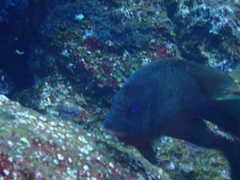 Microspathodon bairdii