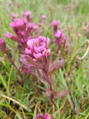 Castilleja ambigua humboldtiensis