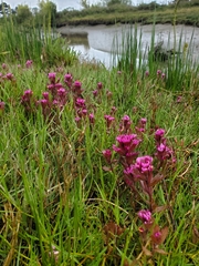 Castilleja ambigua humboldtiensis