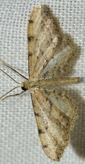 Idaea attenuaria