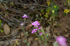 Silene scabriflora