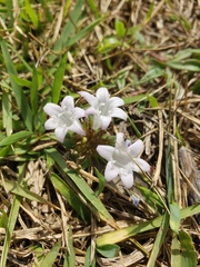 Richardia grandiflora