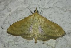 Paratalanta pandalis