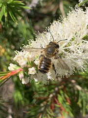 Megachile ericetorum