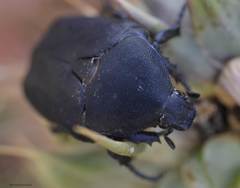 Protaetia morio