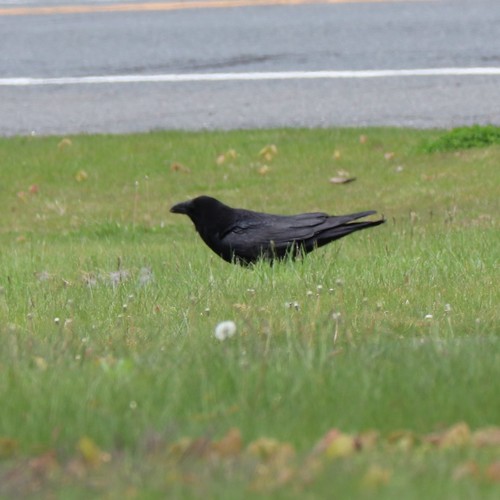 Common Raven photographed in Connecticut