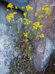 Barbarea vulgaris