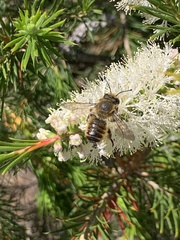 Megachile ericetorum