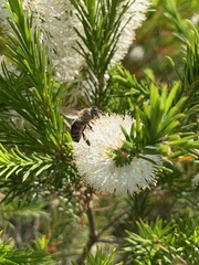 Megachile ericetorum