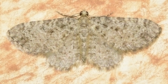 Eupithecia ultimaria