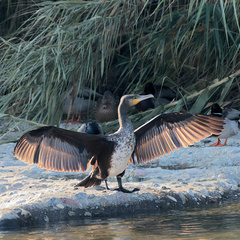 Phalacrocorax carbo