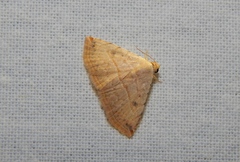 Eublemma gayneri