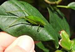 Chloroscirtus forcipatus