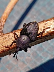 Scyphophorus acupunctatus