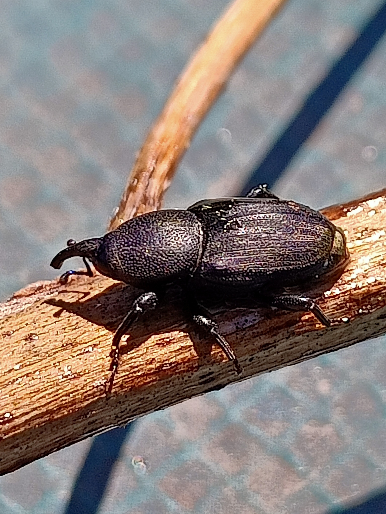 Sphenophorus striatopunctatus (J.A.E.Goeze, 1777)