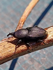 Scyphophorus acupunctatus