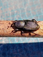 Scyphophorus acupunctatus