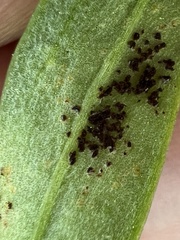 Puccinia mariae-wilsoniae