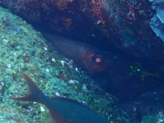 Heteropriacanthus carolinus