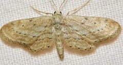 Idaea longaria
