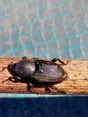 Scyphophorus acupunctatus