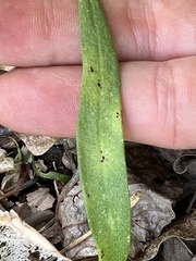 Puccinia mariae-wilsoniae