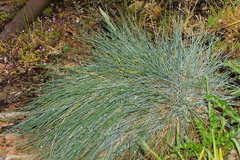 Festuca glauca