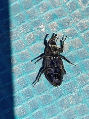 Scyphophorus acupunctatus