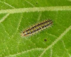 Aporia crataegi