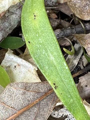 Puccinia mariae-wilsoniae