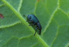 Perapion violaceum
