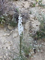 Sairocarpus coulterianus