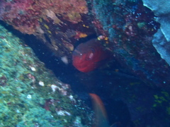 Heteropriacanthus carolinus
