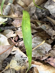 Puccinia mariae-wilsoniae