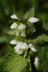 Lamium album