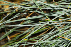 Festuca glauca