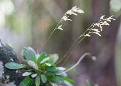 Specklinia grobyi
