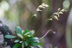 Specklinia grobyi