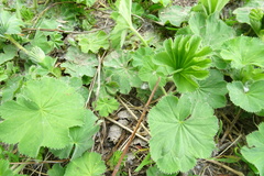 Alchemilla filicaulis vestita