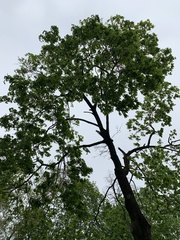 Magnoliopsida