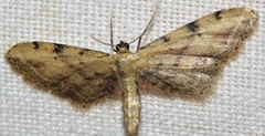 Idaea attenuaria