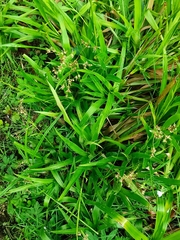 Luzula sylvatica sylvatica