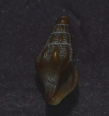 Bela