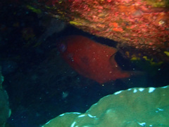 Heteropriacanthus carolinus