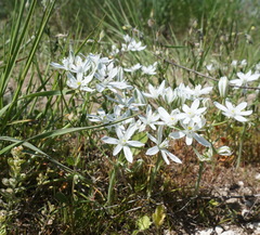 Ornithogalum