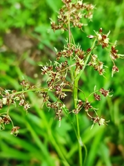 Luzula sylvatica sylvatica