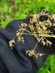 Luzula sylvatica sylvatica